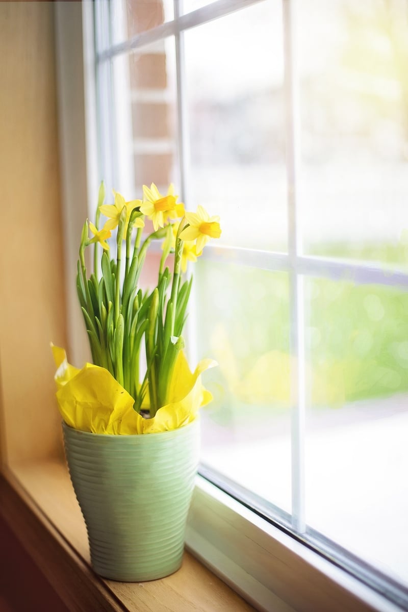 Windowsill Plants