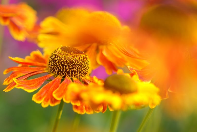 Community Gardening Event