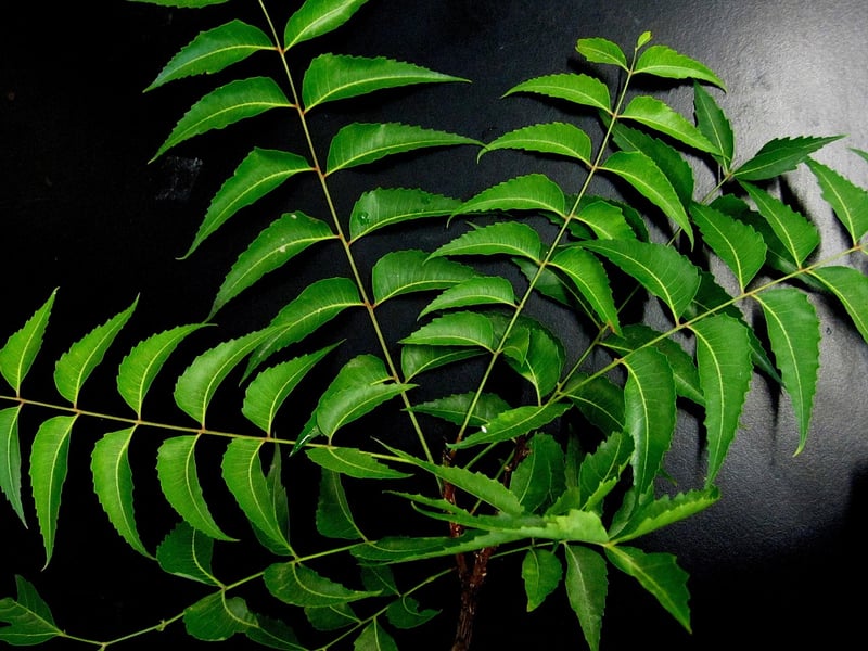 Neem Tree Leaf