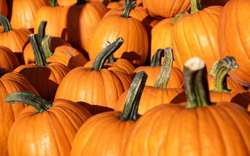 Fall Crops