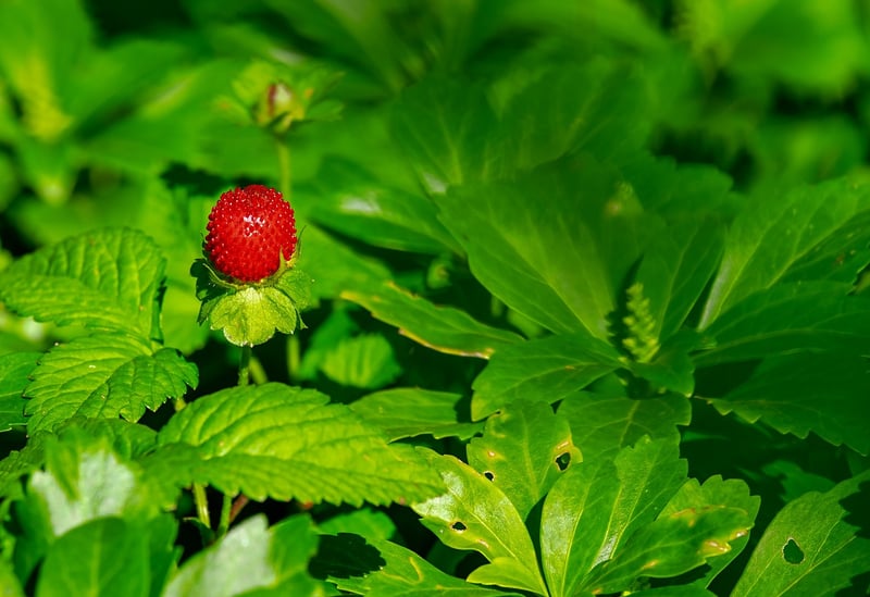 Summer fruits