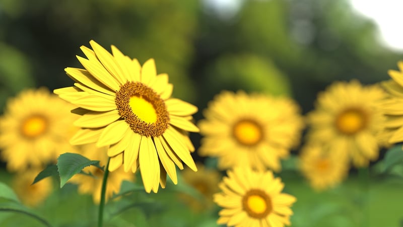 Summer crops